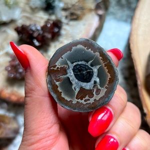 Septarian Fossil